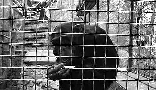 Секс, игра и шоколад. Удовольствия и пристрастия Секс, игра и шоколад. Удовольствия и пристрастия