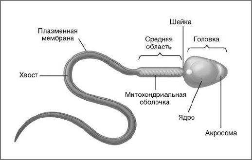 Секс, водка, потанцуем? Природа удовольствий Секс, водка, потанцуем? Природа удовольствий