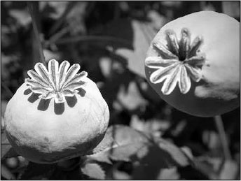 Секс, водка, потанцуем? Природа удовольствий