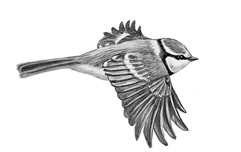 Бюро лесных услуг. С вопросами и ответами для почемучек Бюро лесных услуг. С вопросами и ответами для почемучек