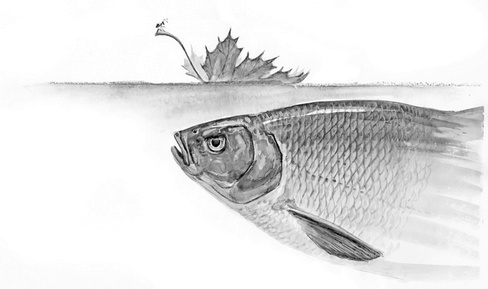 Бюро лесных услуг. С вопросами и ответами для почемучек Бюро лесных услуг. С вопросами и ответами для почемучек