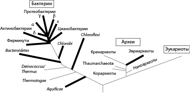 Двигатели жизни. Как бактерии сделали наш мир обитаемым Двигатели жизни. Как бактерии сделали наш мир обитаемым