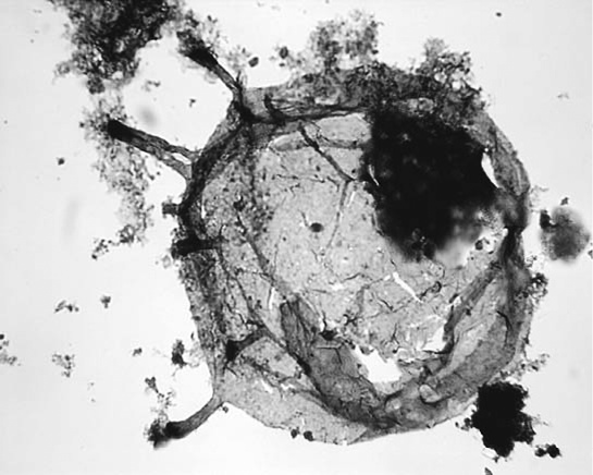 Двигатели жизни. Как бактерии сделали наш мир обитаемым Двигатели жизни. Как бактерии сделали наш мир обитаемым