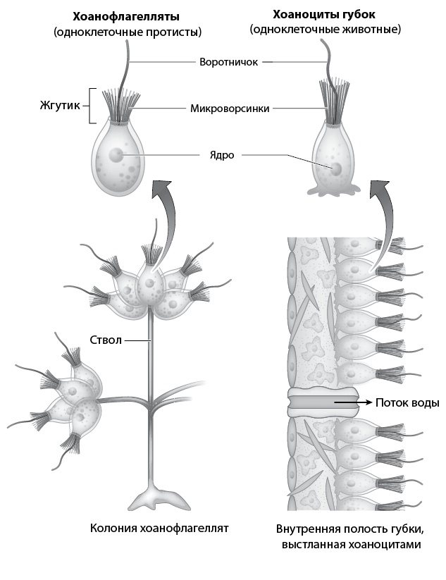 Двигатели жизни. Как бактерии сделали наш мир обитаемым Двигатели жизни. Как бактерии сделали наш мир обитаемым