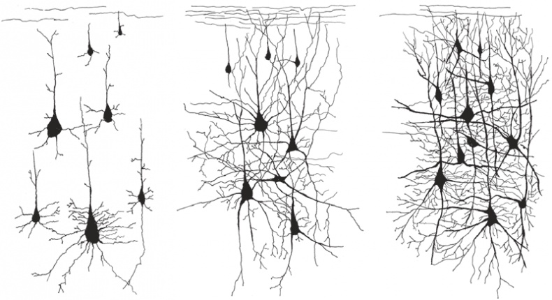 Иллюзия "Я", или Игры, в которые играет с нами мозг Иллюзия "Я", или Игры, в которые играет с нами мозг