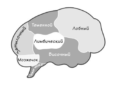 Парадокс Шимпанзе. Менеджмент мозга Парадокс Шимпанзе. Менеджмент мозга