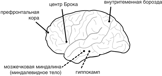 Включите свою рабочую память на полную мощь Включите свою рабочую память на полную мощь