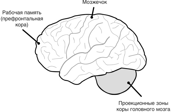 Включите свою рабочую память на полную мощь Включите свою рабочую память на полную мощь