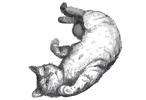 Кот Боб. Во имя любви Кот Боб. Во имя любви