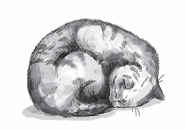 Кот Боб. Во имя любви Кот Боб. Во имя любви