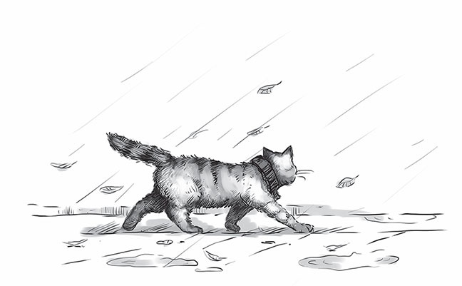 Кот Боб. Во имя любви Кот Боб. Во имя любви