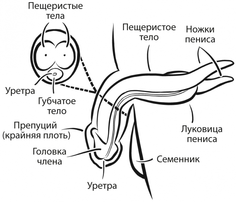 Как хочет женщина. Мастер-класс по науке секса Как хочет женщина. Мастер-класс по науке секса
