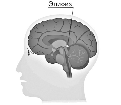 Тайны бессмертия Тайны бессмертия
