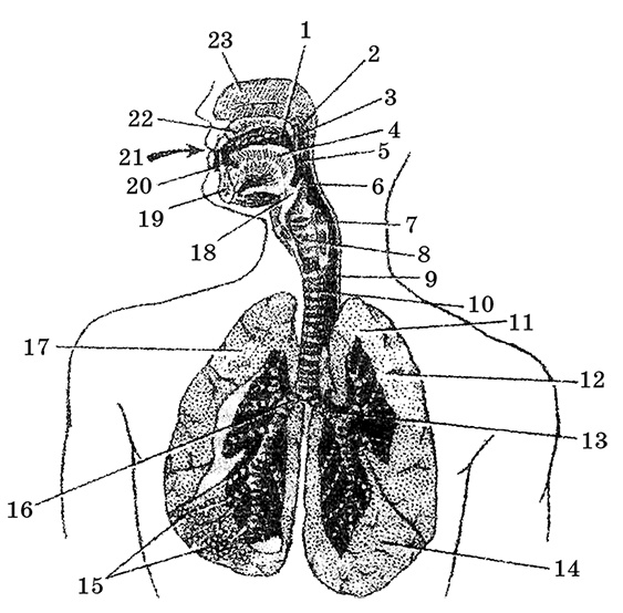 Возрастная анатомия и физиология. Основы профилактики и коррекции нарушений в развитии детей Возрастная анатомия и физиология. Основы профилактики и коррекции нарушений в развитии детей