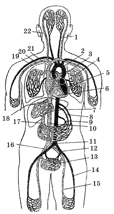 Возрастная анатомия и физиология. Основы профилактики и коррекции нарушений в развитии детей Возрастная анатомия и физиология. Основы профилактики и коррекции нарушений в развитии детей