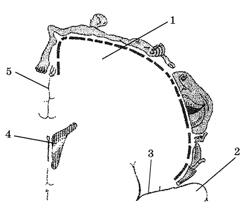 Возрастная анатомия и физиология. Основы профилактики и коррекции нарушений в развитии детей Возрастная анатомия и физиология. Основы профилактики и коррекции нарушений в развитии детей