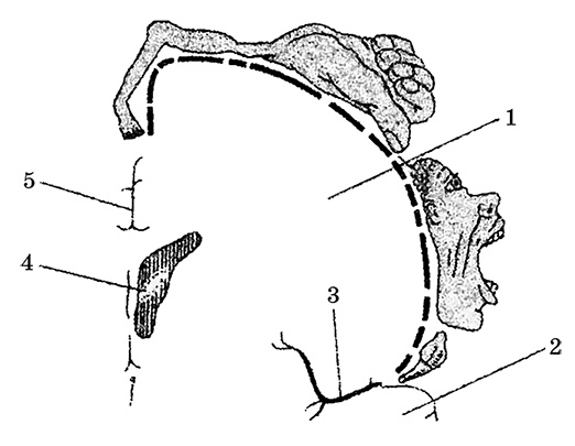 Возрастная анатомия и физиология. Основы профилактики и коррекции нарушений в развитии детей Возрастная анатомия и физиология. Основы профилактики и коррекции нарушений в развитии детей