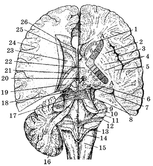 Возрастная анатомия и физиология. Основы профилактики и коррекции нарушений в развитии детей Возрастная анатомия и физиология. Основы профилактики и коррекции нарушений в развитии детей