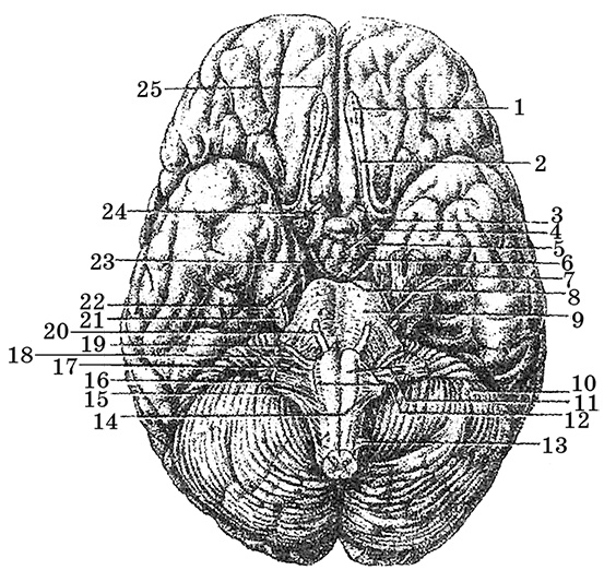 Возрастная анатомия и физиология. Основы профилактики и коррекции нарушений в развитии детей Возрастная анатомия и физиология. Основы профилактики и коррекции нарушений в развитии детей