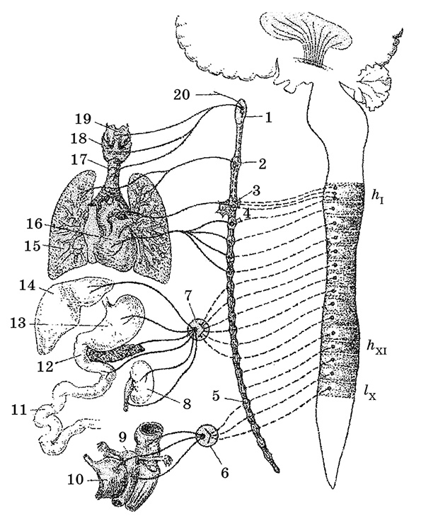 Возрастная анатомия и физиология. Основы профилактики и коррекции нарушений в развитии детей Возрастная анатомия и физиология. Основы профилактики и коррекции нарушений в развитии детей
