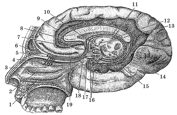 Возрастная анатомия и физиология. Основы профилактики и коррекции нарушений в развитии детей Возрастная анатомия и физиология. Основы профилактики и коррекции нарушений в развитии детей