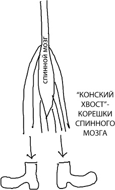 Большая книга упражнений для спины. Комплекс "Умный позвоночник" Большая книга упражнений для спины. Комплекс "Умный позвоночник"