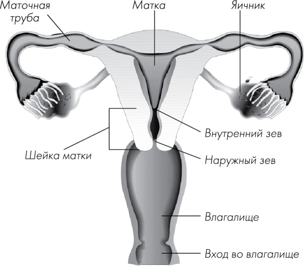 Я - будущая мама! Беременность, роды и первый год жизни ребенка Я - будущая мама! Беременность, роды и первый год жизни ребенка