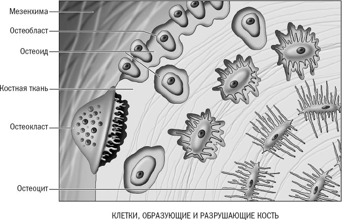 Йога при остеопорозе Йога при остеопорозе