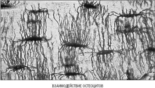 Йога при остеопорозе Йога при остеопорозе