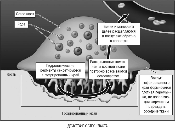 Йога при остеопорозе Йога при остеопорозе