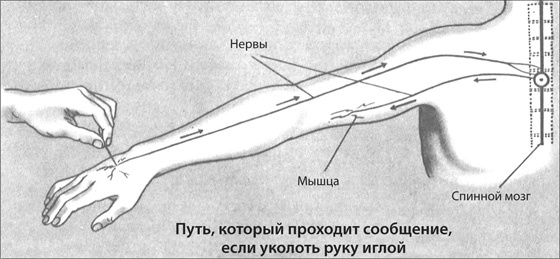 Здоровая нервная система Здоровая нервная система