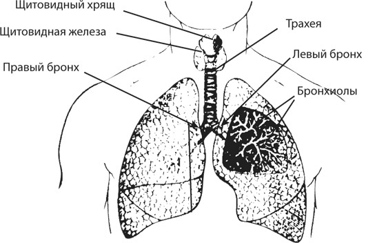 Здоровая нервная система Здоровая нервная система