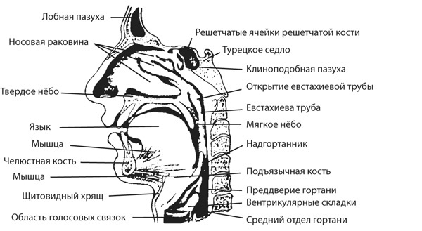 Здоровая нервная система Здоровая нервная система