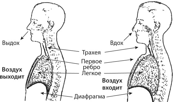 Здоровая нервная система Здоровая нервная система