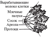 Ваш малыш от рождения до двух лет Ваш малыш от рождения до двух лет