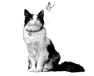 Молли и кошачье кафе Молли и кошачье кафе