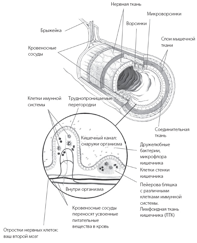 Программа «Здоровый кишечник». Как здоровье организма зависит от пищеварения Программа «Здоровый кишечник». Как здоровье организма зависит от пищеварения