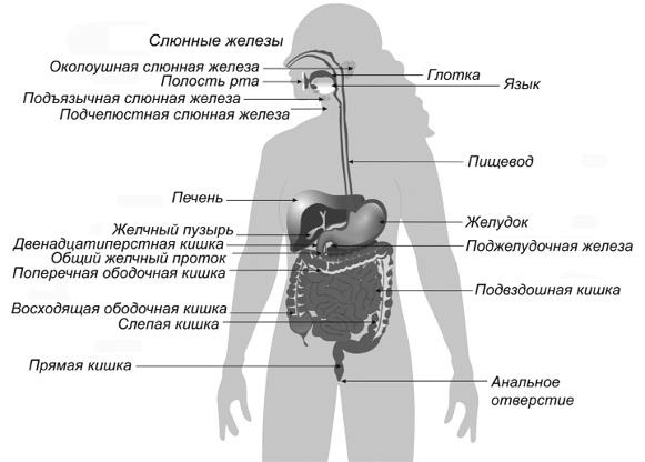 Палеодиета – живое питание для здоровья Палеодиета – живое питание для здоровья