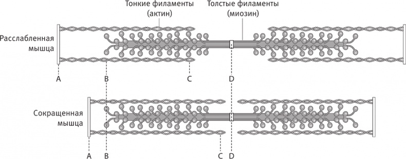 Совершенное тело за 4 часа Совершенное тело за 4 часа
