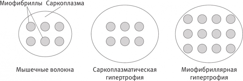 Совершенное тело за 4 часа Совершенное тело за 4 часа