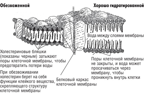 Вода – натуральное лекарство от ожирения, рака, депрессии Вода – натуральное лекарство от ожирения, рака, депрессии