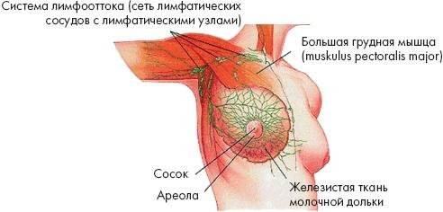 Аэробика для груди Аэробика для груди