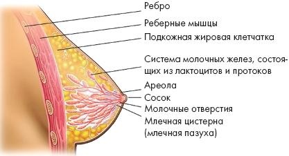 Аэробика для груди Аэробика для груди