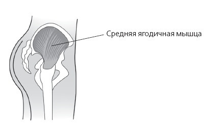 Упругие ягодицы. 25 лучших упражнений Упругие ягодицы. 25 лучших упражнений