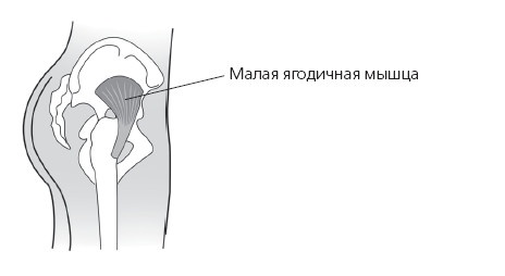 Упругие ягодицы. 25 лучших упражнений Упругие ягодицы. 25 лучших упражнений