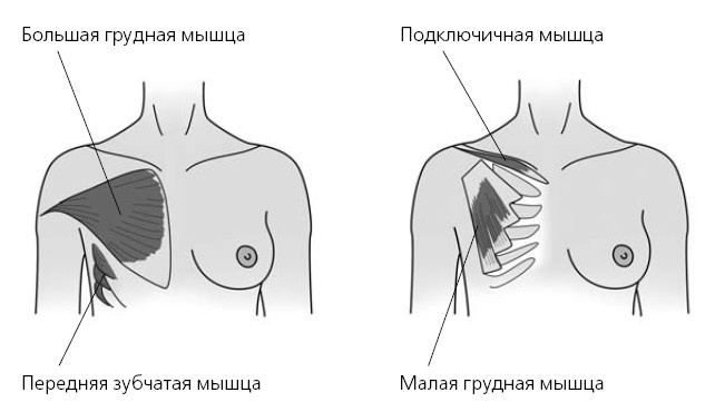 Красивая грудь. 25 лучших упражнений Красивая грудь. 25 лучших упражнений