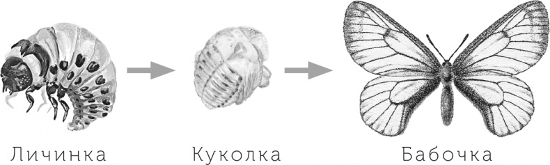 Умный дикобраз Умный дикобраз