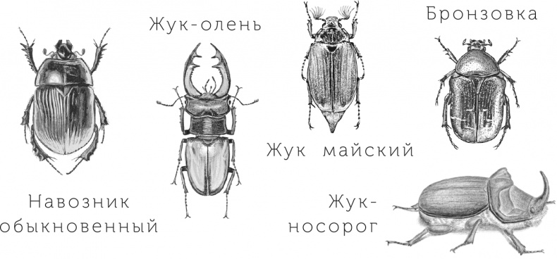 Умный дикобраз Умный дикобраз