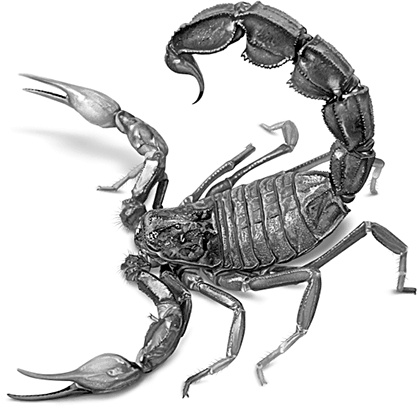 Умный дикобраз Умный дикобраз