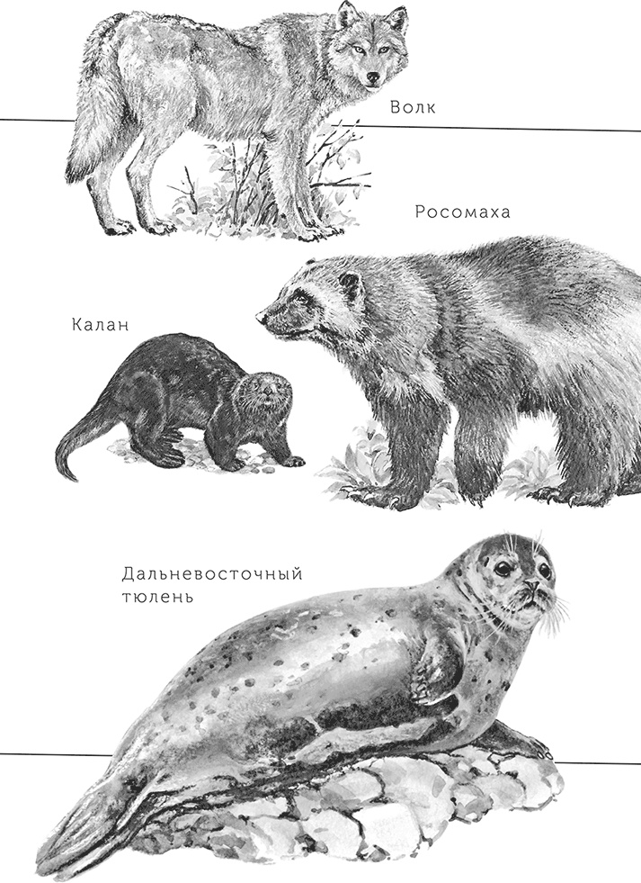 Умный дикобраз Умный дикобраз